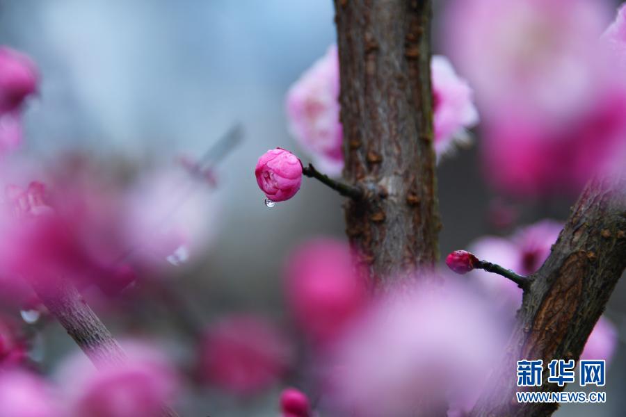 湖北恩施：雨润花红