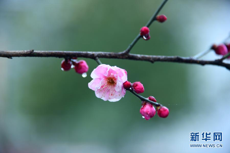 湖北恩施：雨润花红