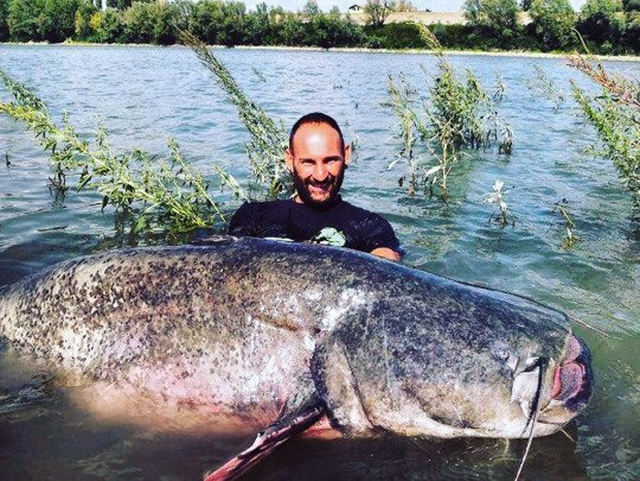 意大利渔民钓起240斤重巨型鲶鱼