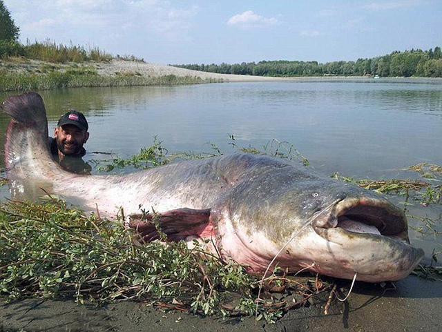 意大利渔民钓起240斤重巨型鲶鱼