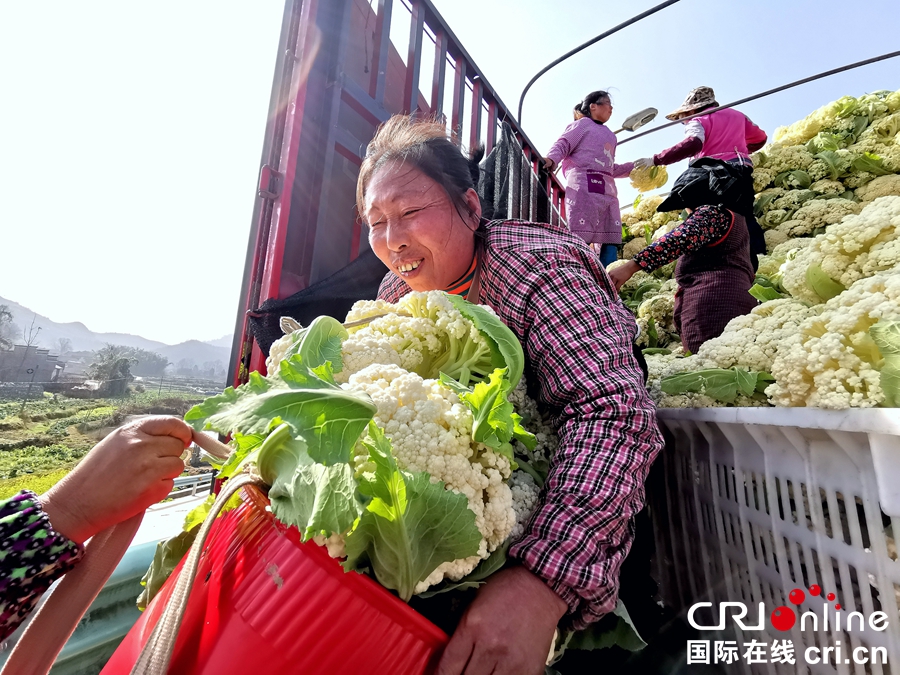 贵州贞丰：菜农采收蔬菜供应市场