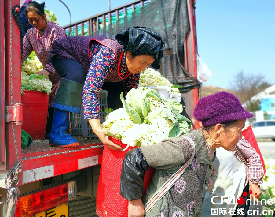 贵州贞丰：菜农采收蔬菜供应市场