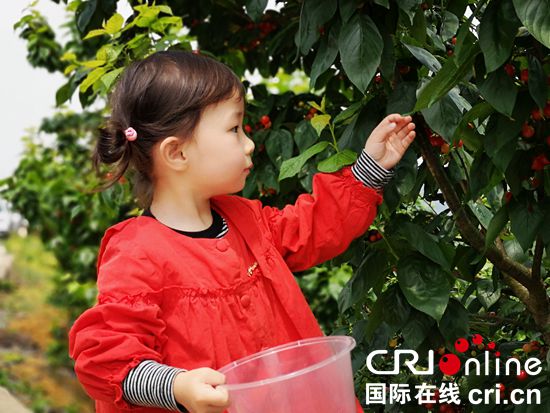 贵州镇宁樱桃红了引客来