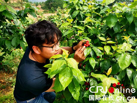 贵州镇宁樱桃红了引客来