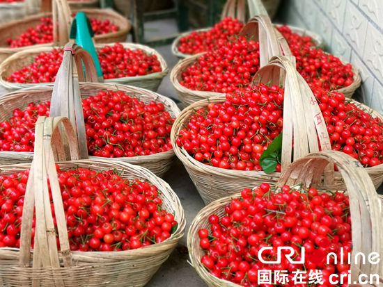 贵州镇宁樱桃红了引客来