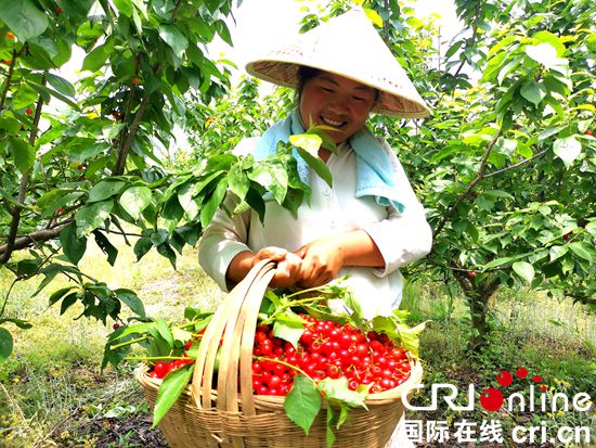 贵州镇宁樱桃红了引客来