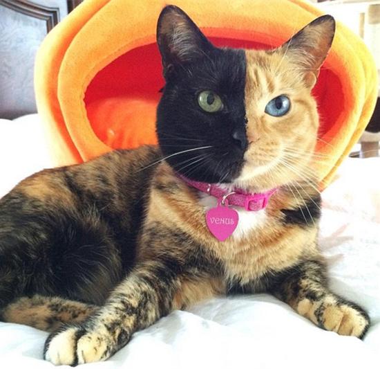 阴阳脸猫咪走红网络 脸一半黑一半黄 阴阳脸猫咪走红网络 脸一半黑一半黄