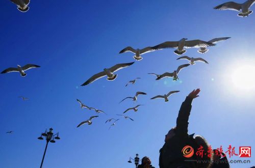 碧海藍天 煙臺蓬萊萬千海鷗迎風翱翔