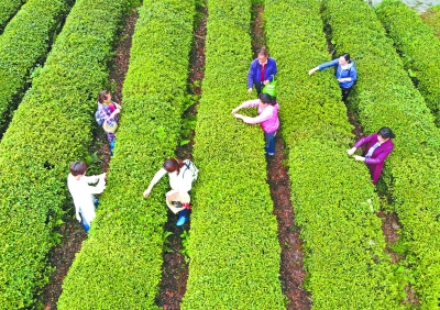 黃陂區花鄉茶谷踏青採茶