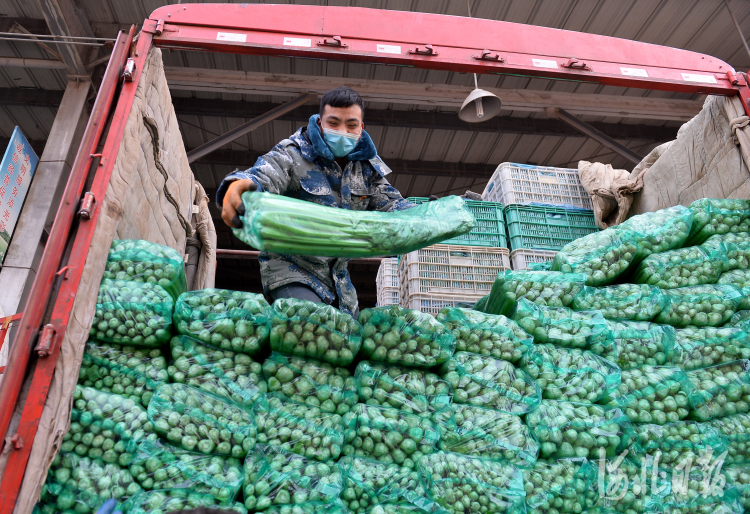 河北石家莊：多措並舉保障蔬菜供應