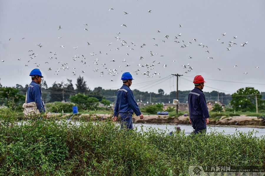 碧海紅樹白鷺飛－－記南方電網紅樹林白鷺保護隊9年守護廣西北部灣生態環境