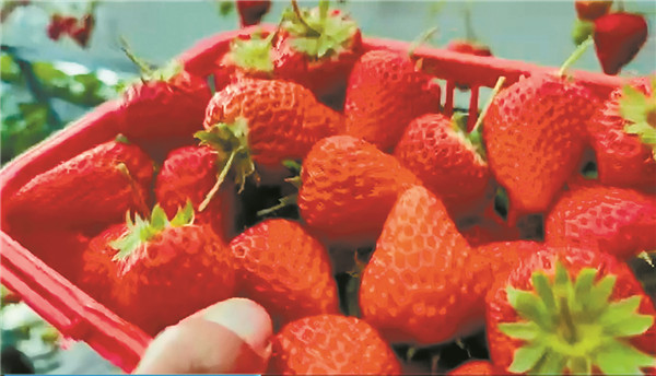地产温室草莓春节上市 通河县桦树村发展特色种植走上增收致富路