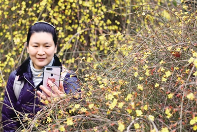 迎春花开