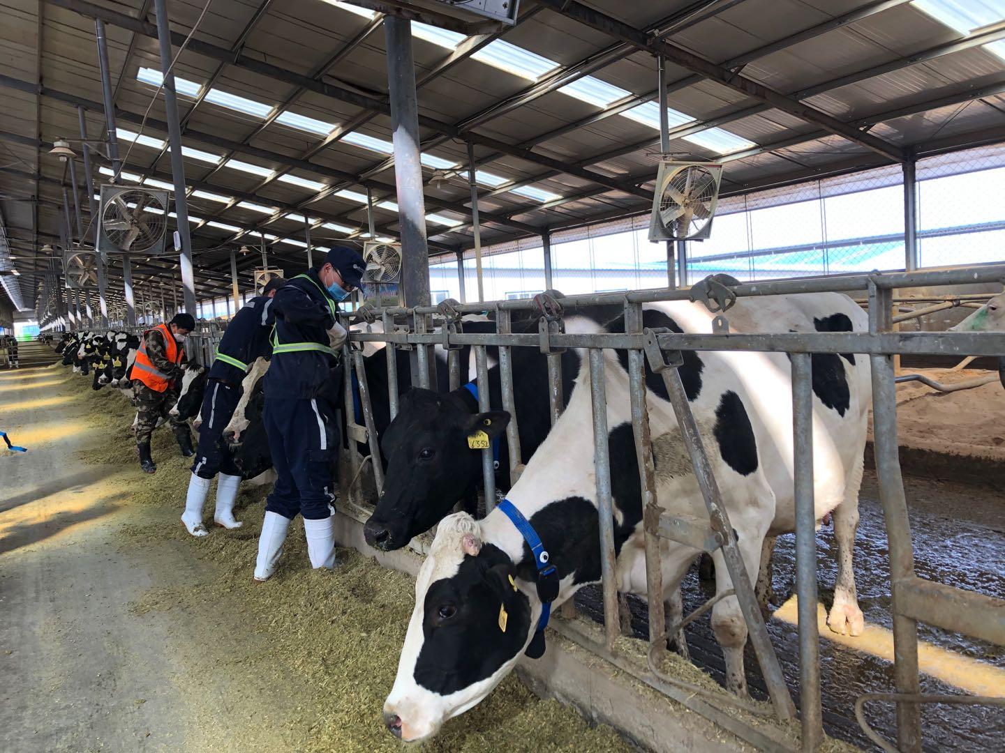 聚焦内蒙古两会 蒙牛卢敏放达沃斯论道 打造乳业责任供应链_fororder_2