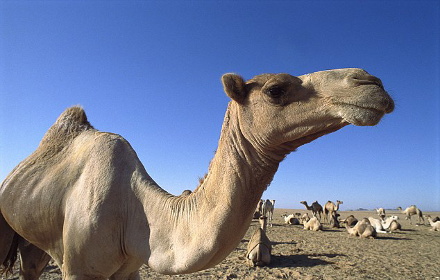 沙特女子亲吻骆驼被婆婆看到 被要求与丈夫离婚