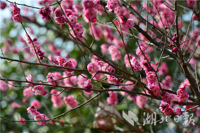 湖北保康：紅梅花開引蜂來