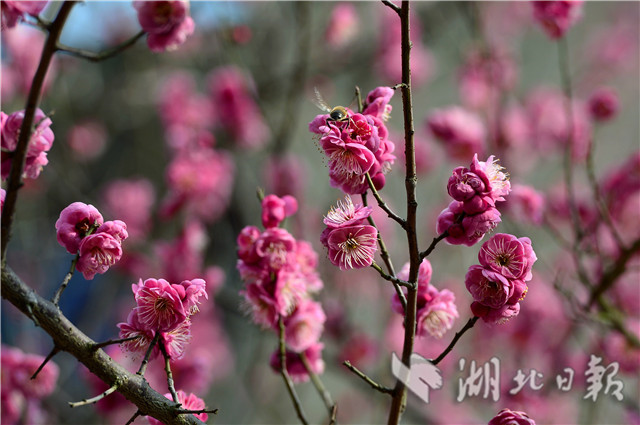 湖北保康：红梅花开引蜂来