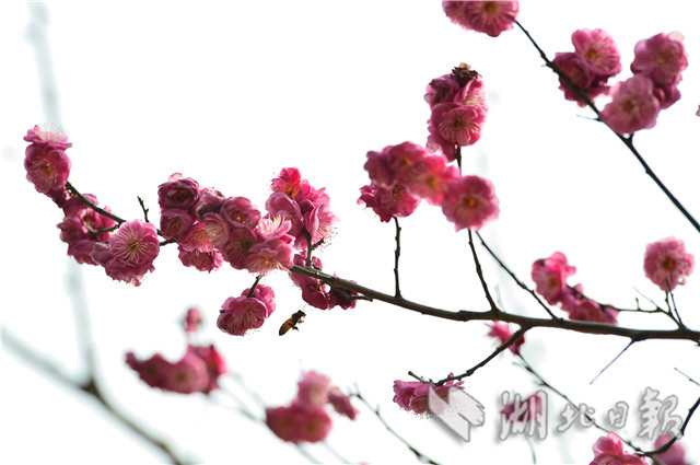 湖北保康：紅梅花開引蜂來