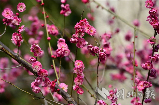 湖北保康：紅梅花開引蜂來