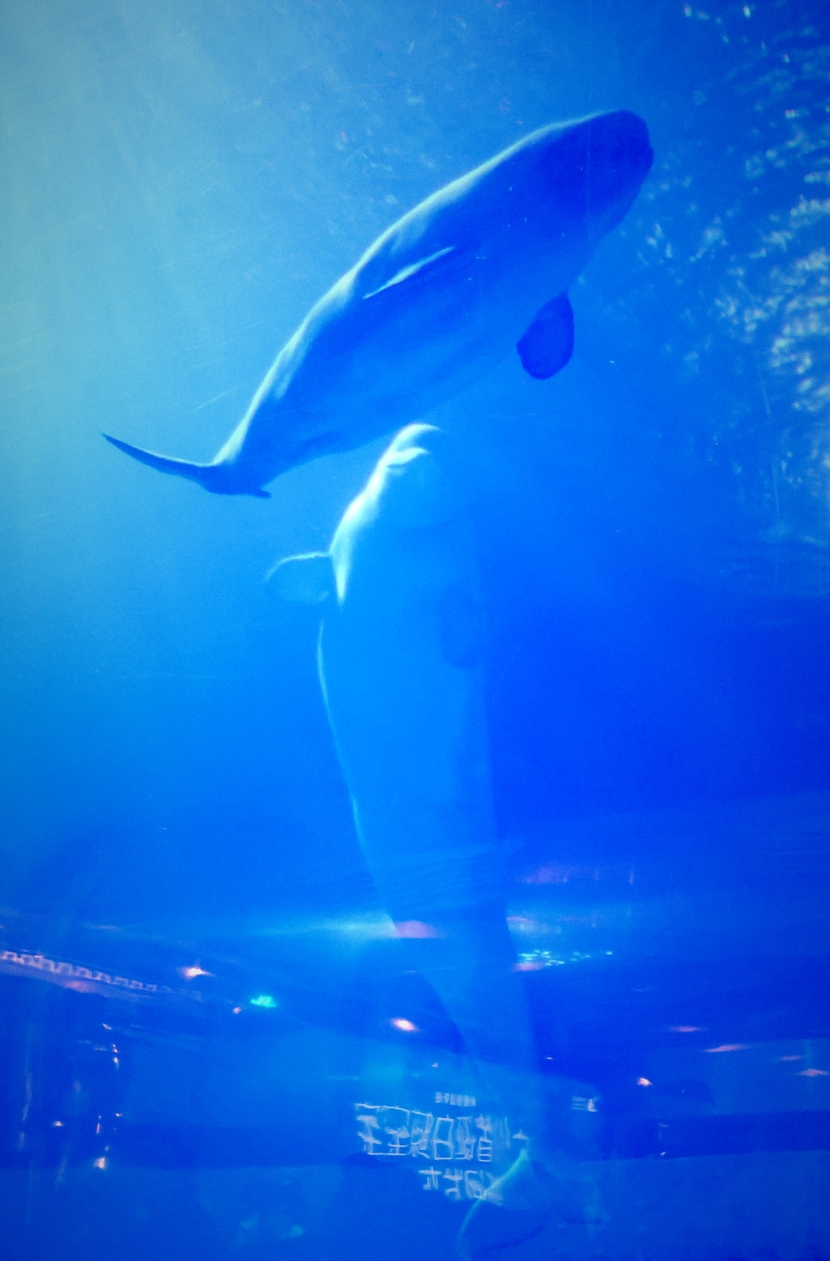 广州首次成功繁育小白鲸_fororder_微信图片_20210128172505