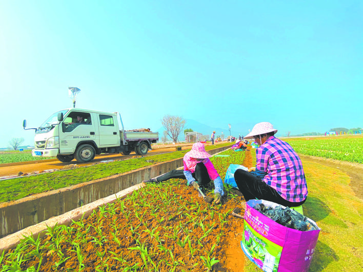 漳州高新區水仙花海新景觀有望春節與市民遊客見面