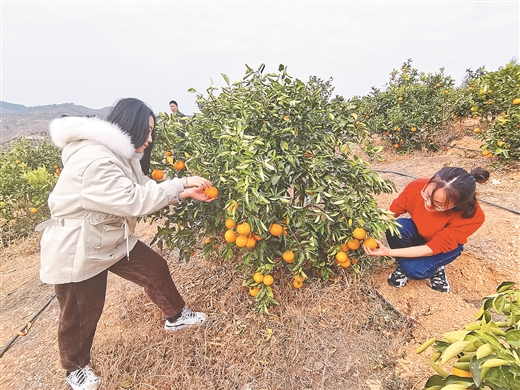 广西鹿寨喜收“黄金果”