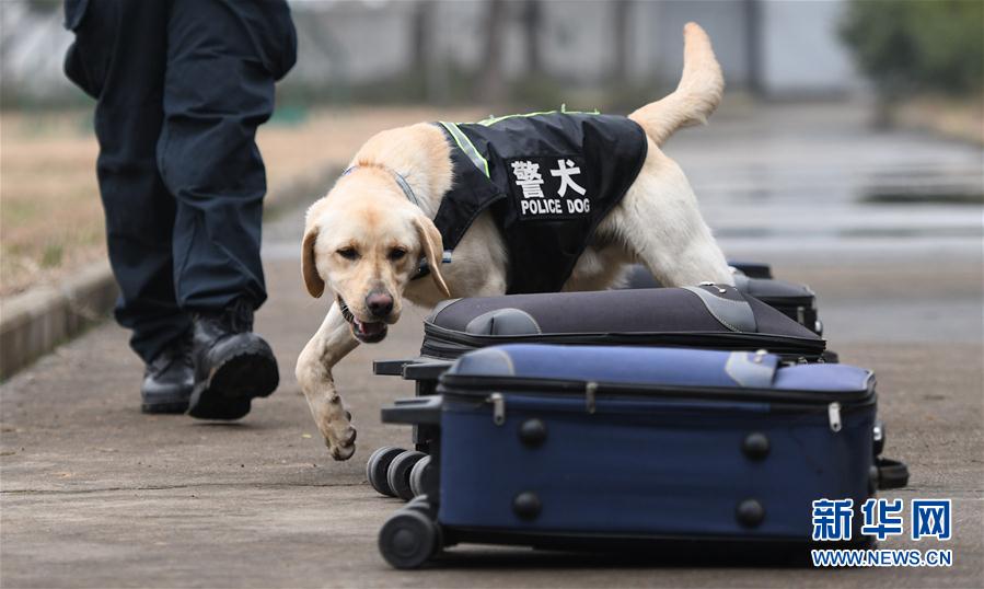 警犬“皮特”備戰它的首個春運