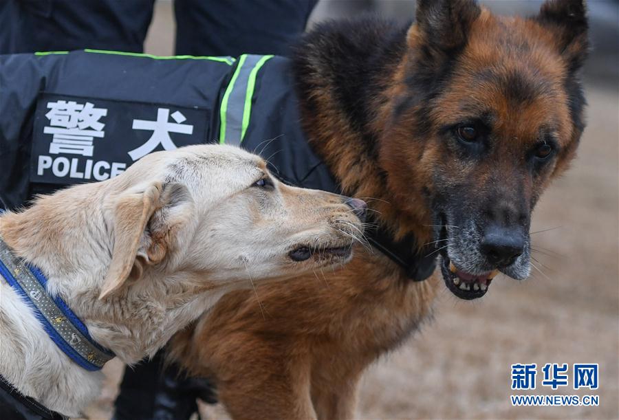 警犬“皮特”備戰它的首個春運