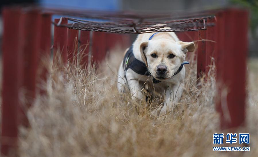 警犬“皮特”備戰它的首個春運