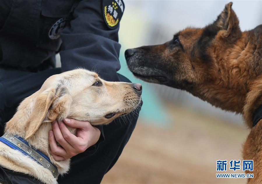 警犬“皮特”備戰它的首個春運