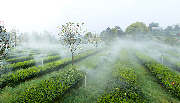 宜宾高县大屋村：“康养＋旅游”打造农旅融合新“样板”_fororder_茶园1