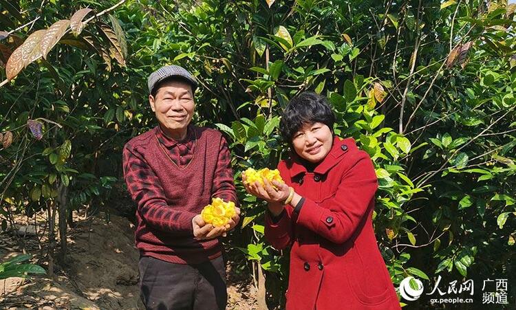 廣西上思：金花茶如約盛開