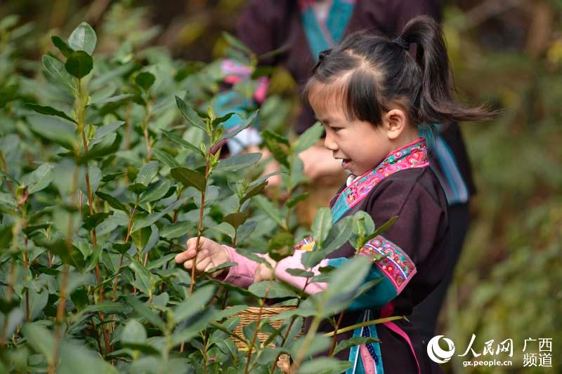 广西三江：忙采春茶增收入