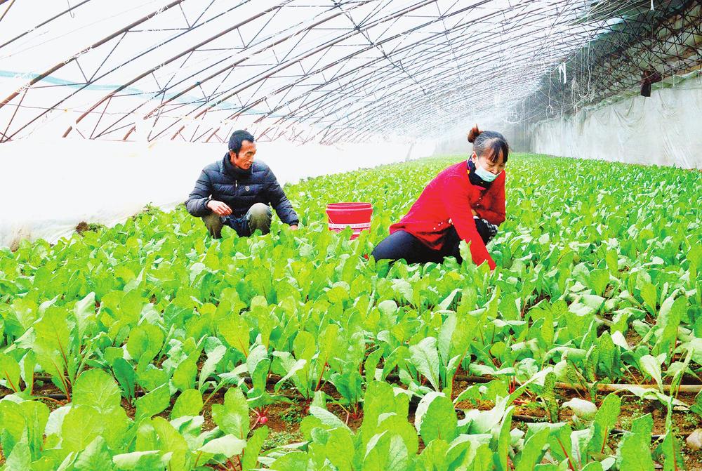 琿春市調整優化農業種植結構_fororder_1 image_202102020930