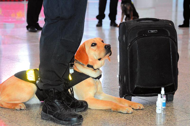 南寧鐵路警犬在春運一線為旅客出行保駕護航 搜爆查危棒棒噠