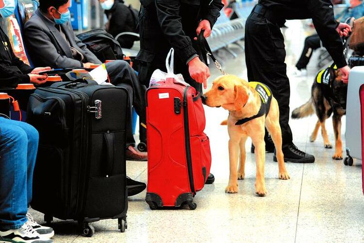 南寧鐵路警犬在春運一線為旅客出行保駕護航 搜爆查危棒棒噠