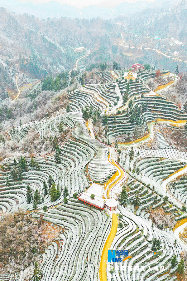 湖北宜昌：雪后茶乡分外美