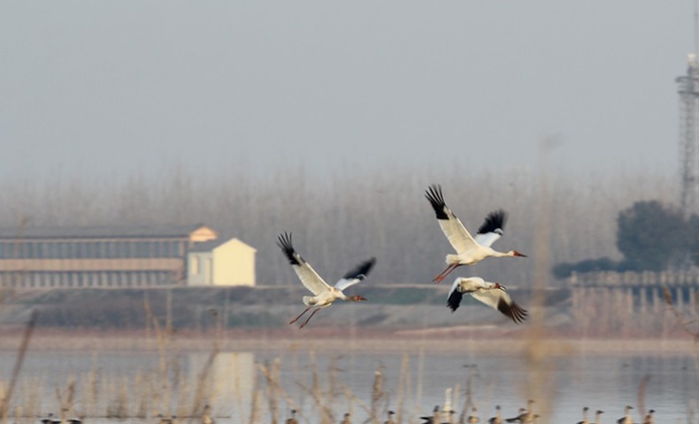 47種7.7萬餘只鳥類在武漢蔡甸沉湖濕地越冬