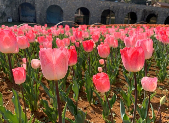 （社会）春日花韵 争“香”绽放