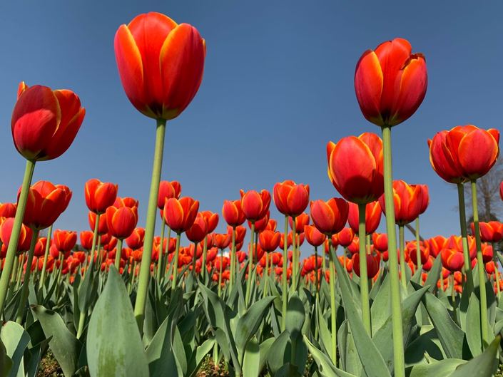 （社会）春日花韵 争“香”绽放