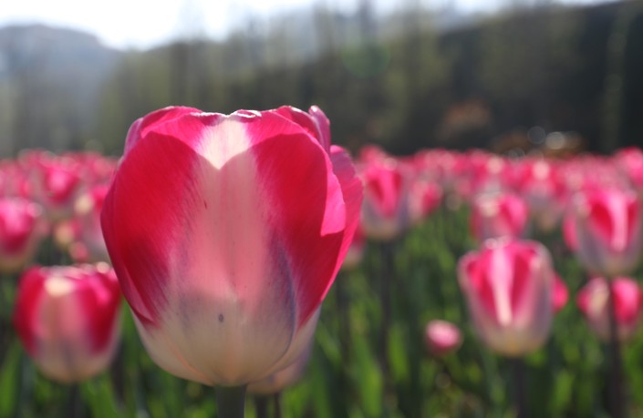 （社会）春日花韵 争“香”绽放