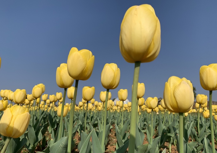 （社会）春日花韵 争“香”绽放