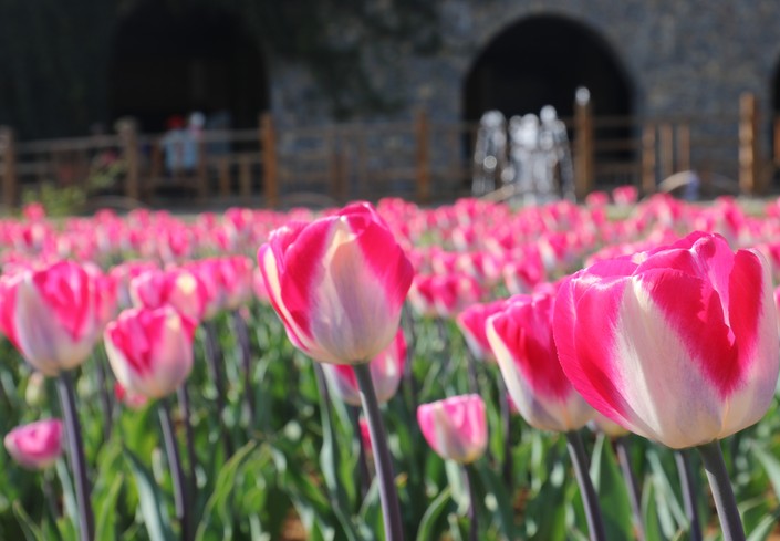 （社会）春日花韵 争“香”绽放