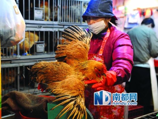 [香港]尊重市民習(xí)慣港府沒一刀切活雞