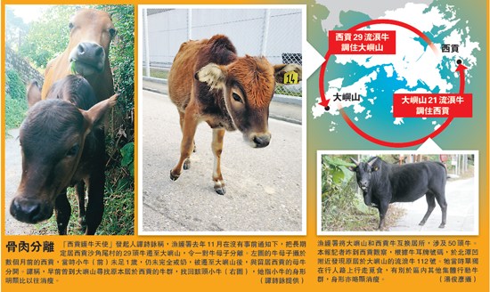 香港將流浪牛互調住所部分牛致病致瘦引關注