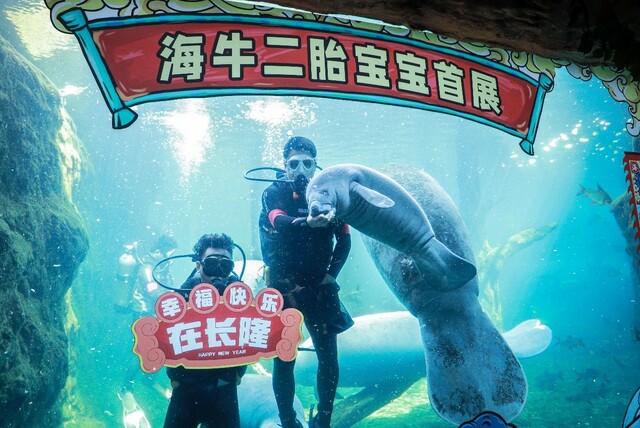 国内首次繁育出西非海牛二胎，新生海牛成牛年“萌主”