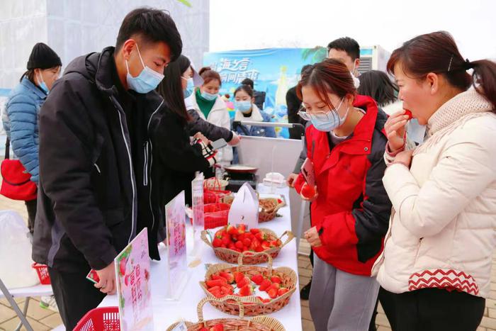 深化农旅融合 助力乡村振兴 灞桥区冬季草莓品鉴活动白鹿原启动