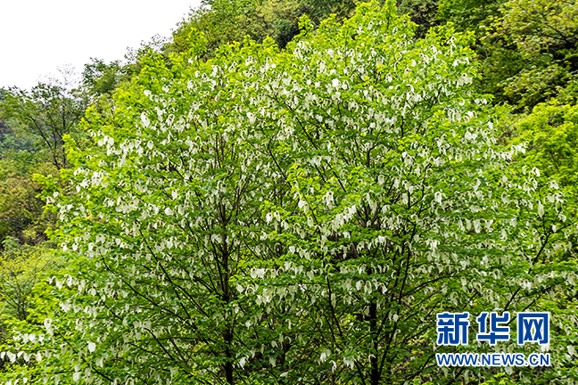 湖北秭归：珙桐花开 白鸽飞舞