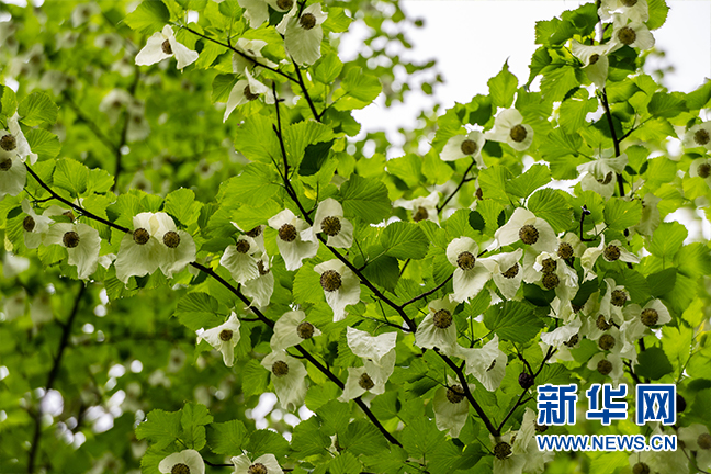 湖北秭歸：珙桐花開 白鴿飛舞