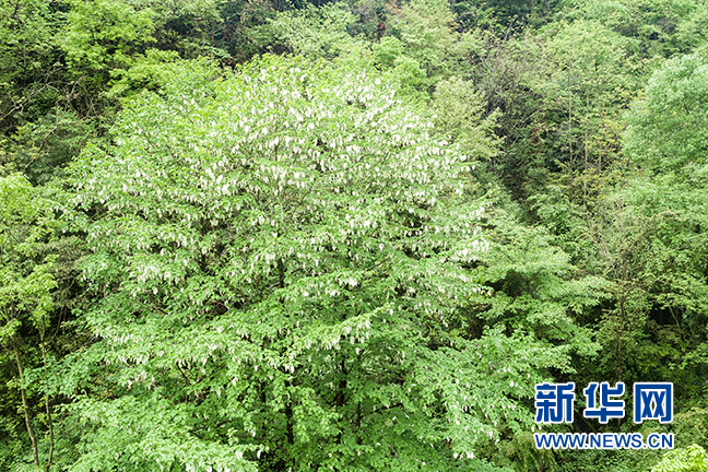 湖北秭归：珙桐花开 白鸽飞舞